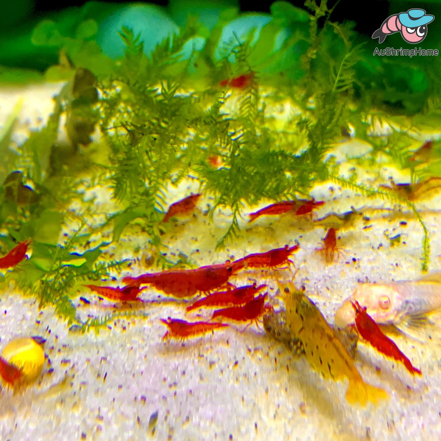 Fire Red