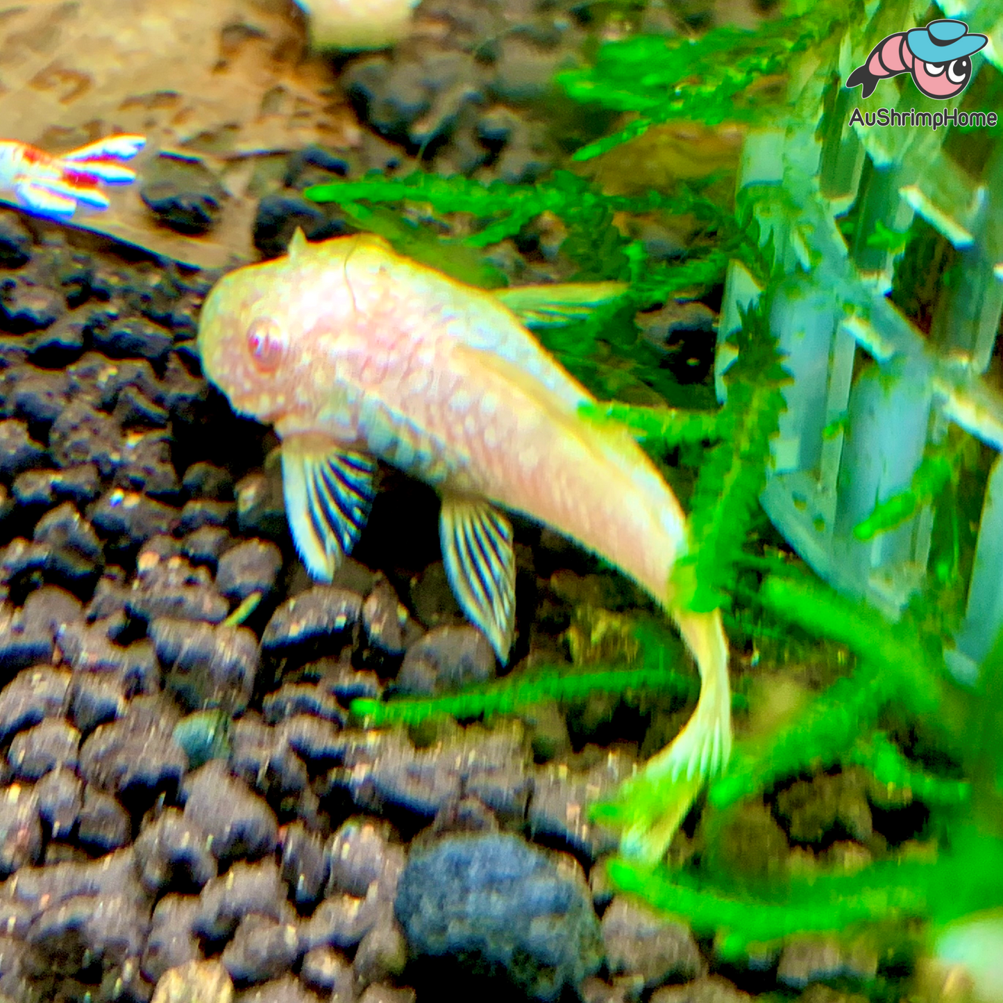 Bristlenose Catfish | Albino