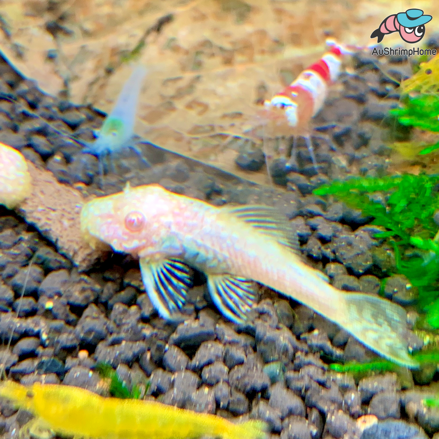 Bristlenose Catfish | Albino