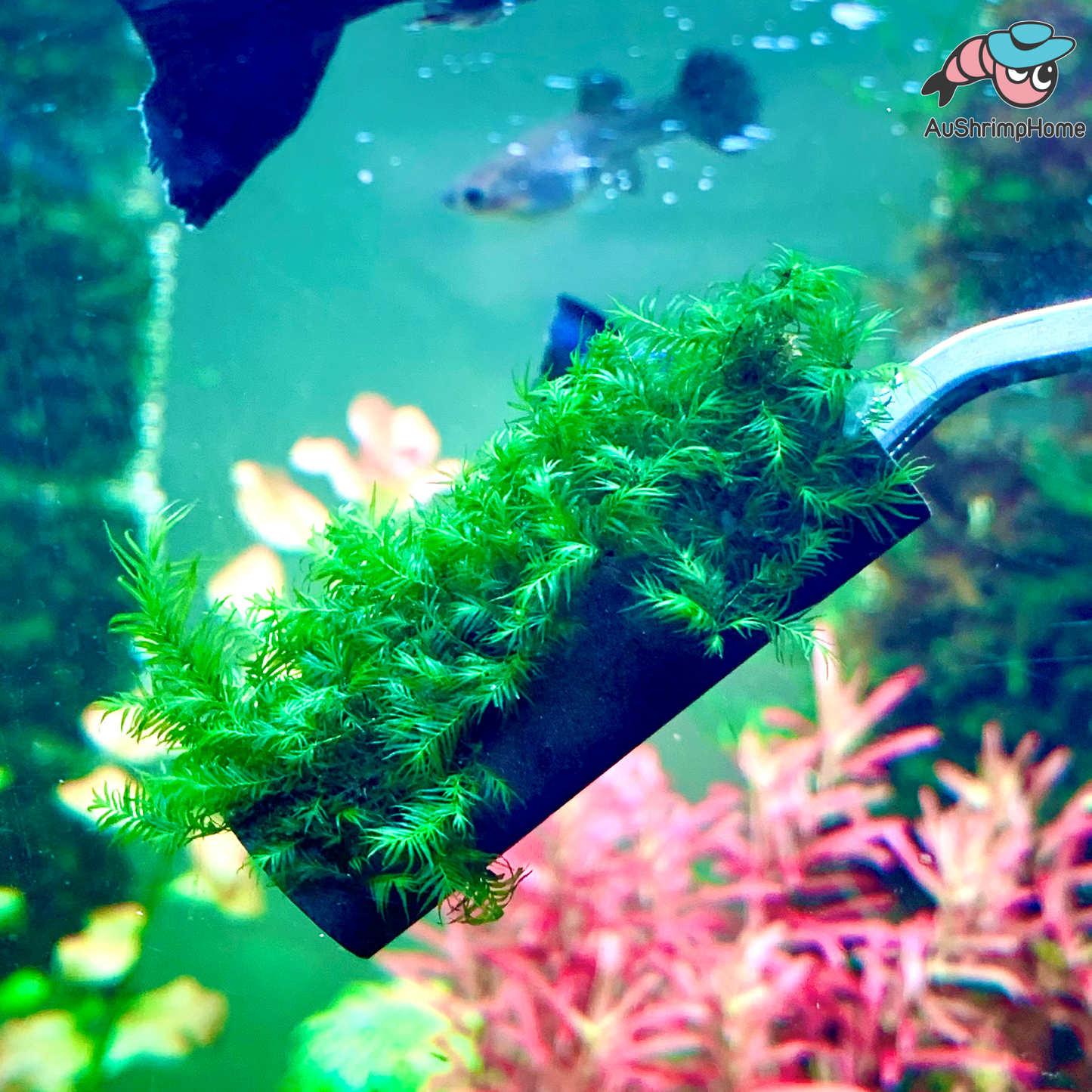 US Fissiden | Ceramic Tube