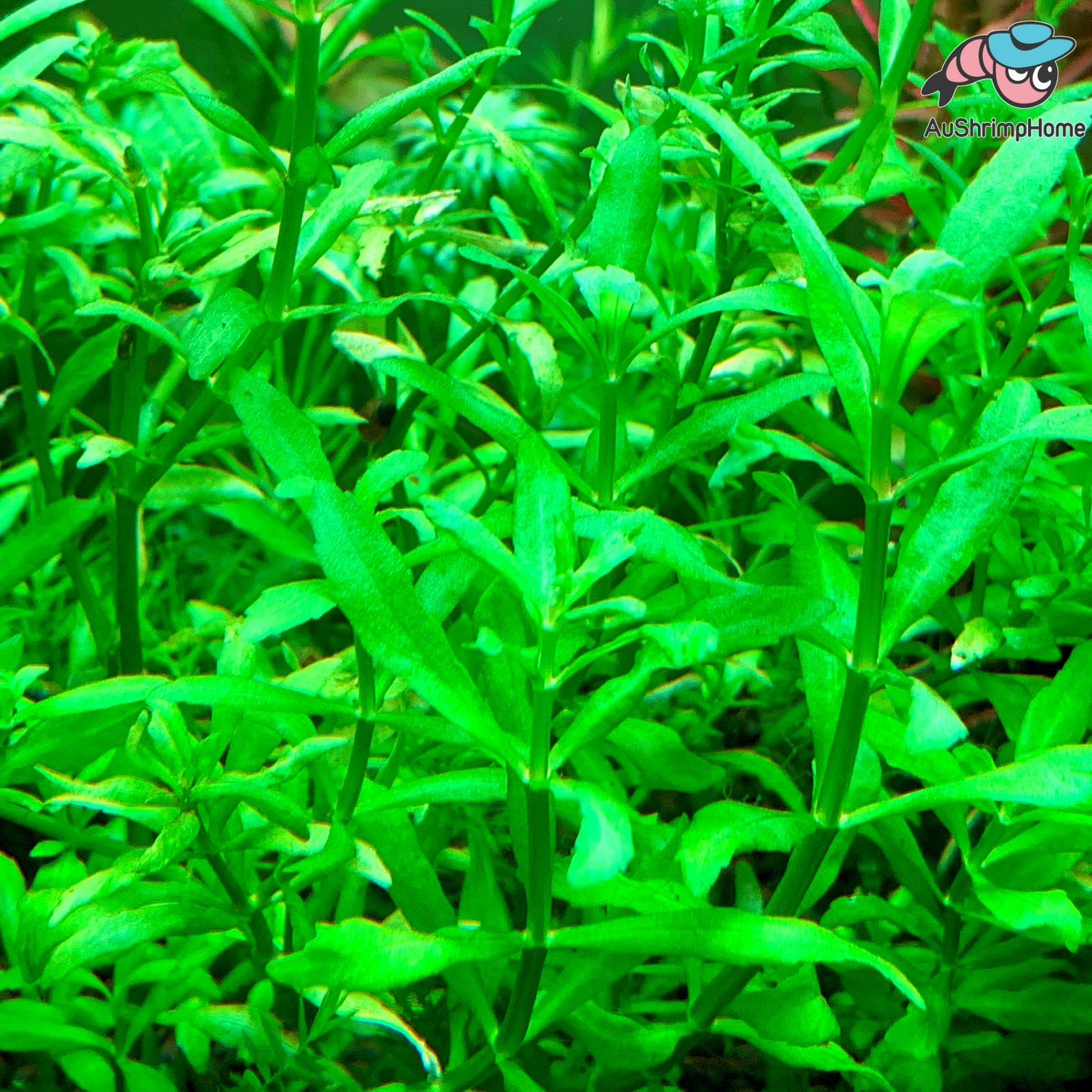Pogostemon Sampsonii