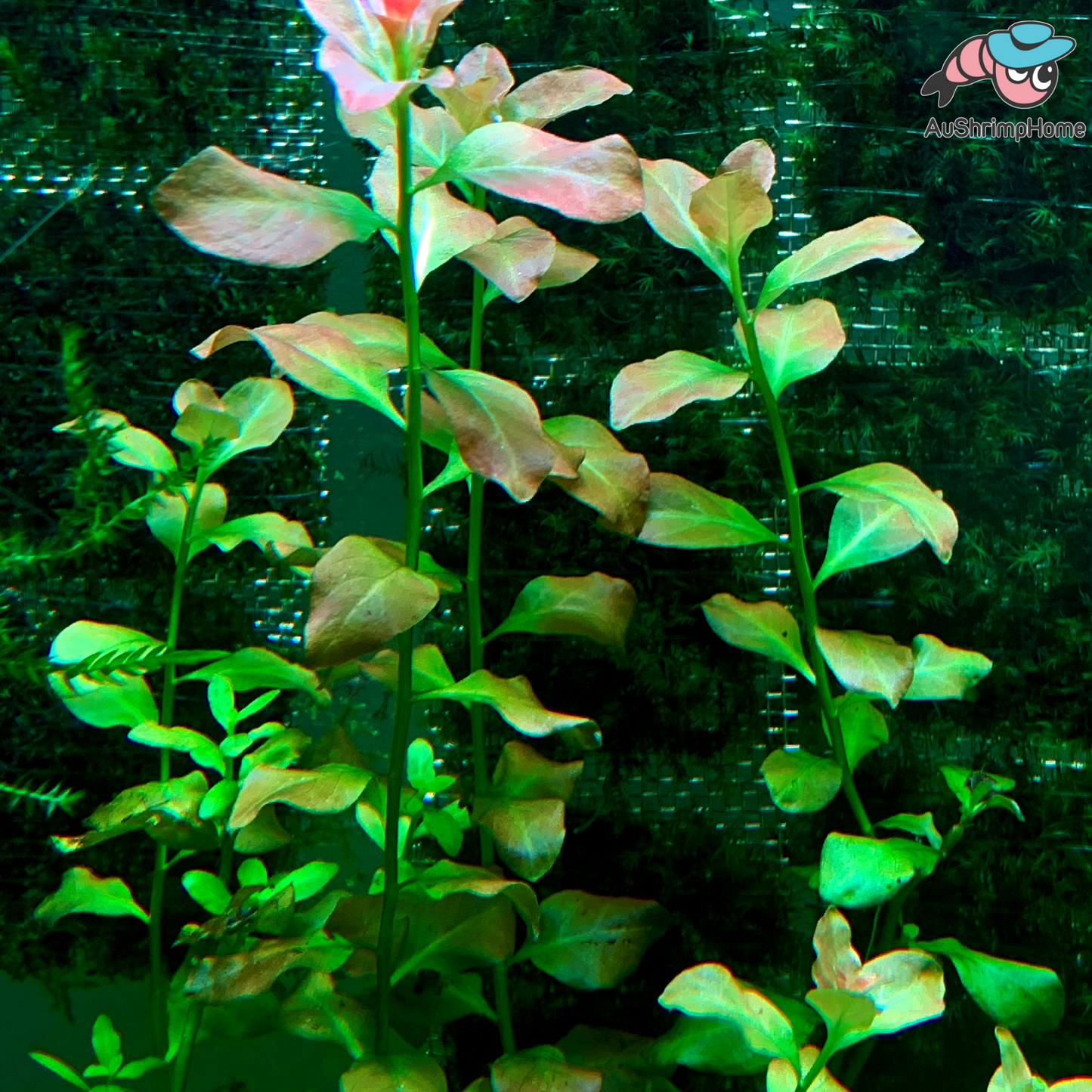 Ovalis Ludwigia