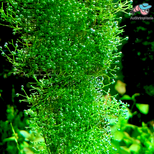 Riccia fluitans | Established on Mesh