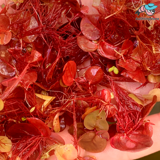 Super Red Root Floater | Phyllantus fluitans