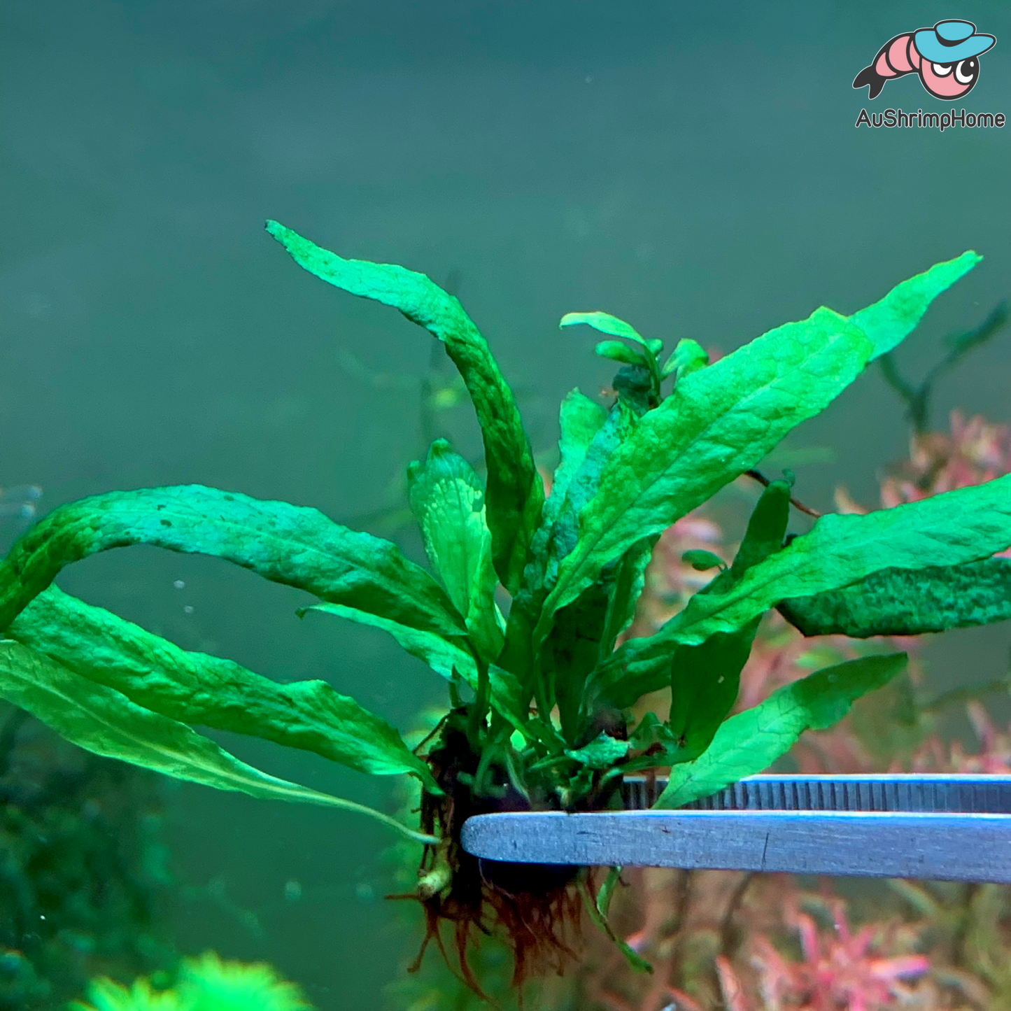 Mini Java Fern