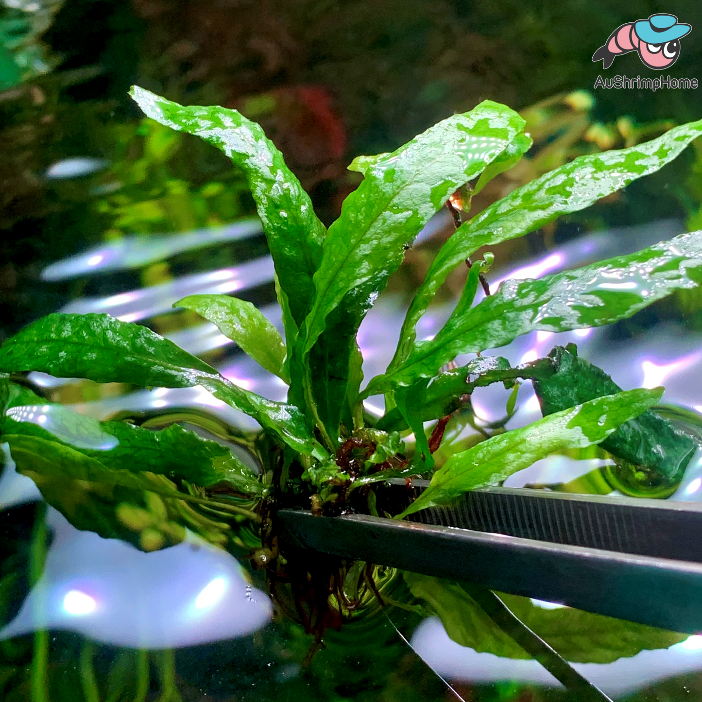 Mini Java Fern