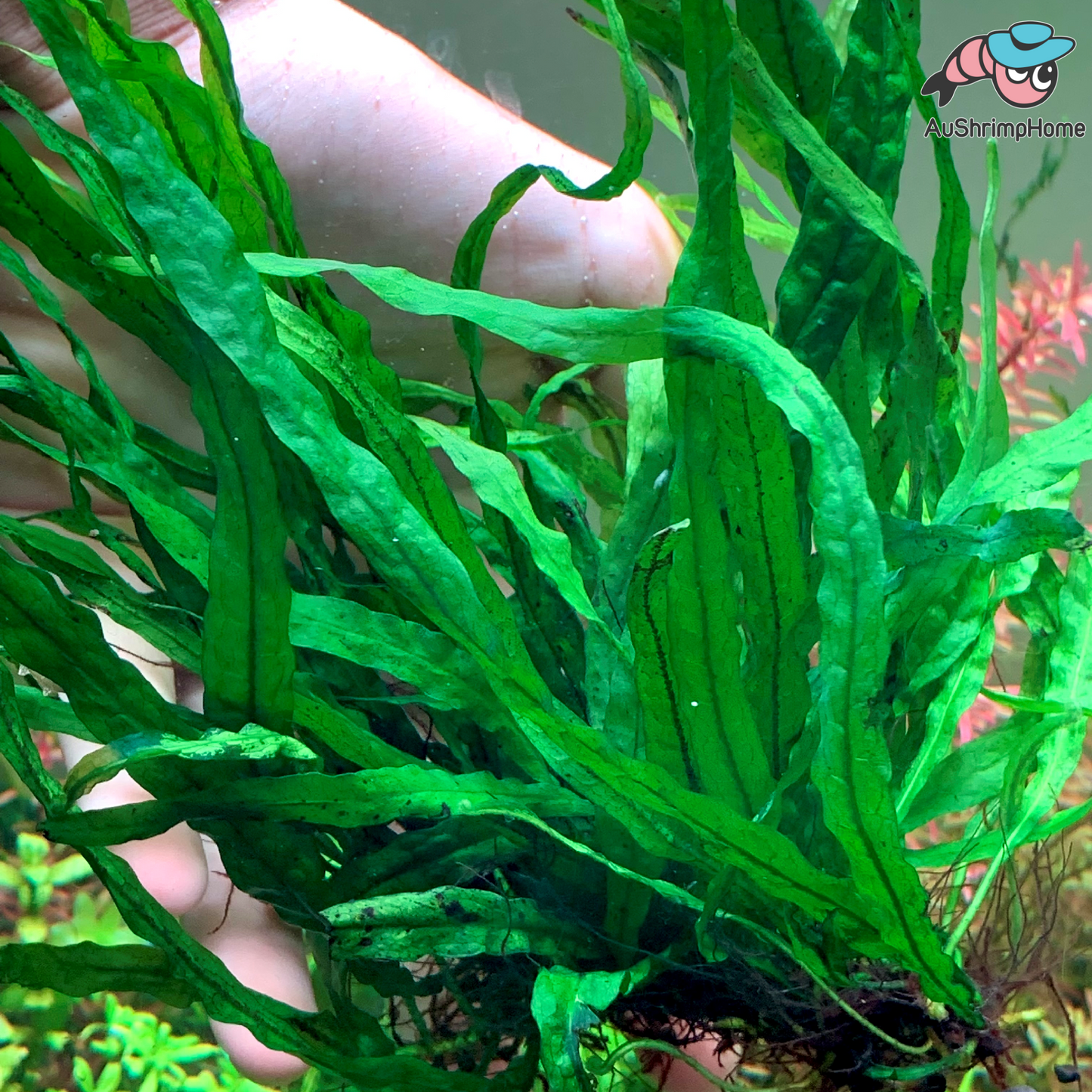 Needle Leaf Java Fern