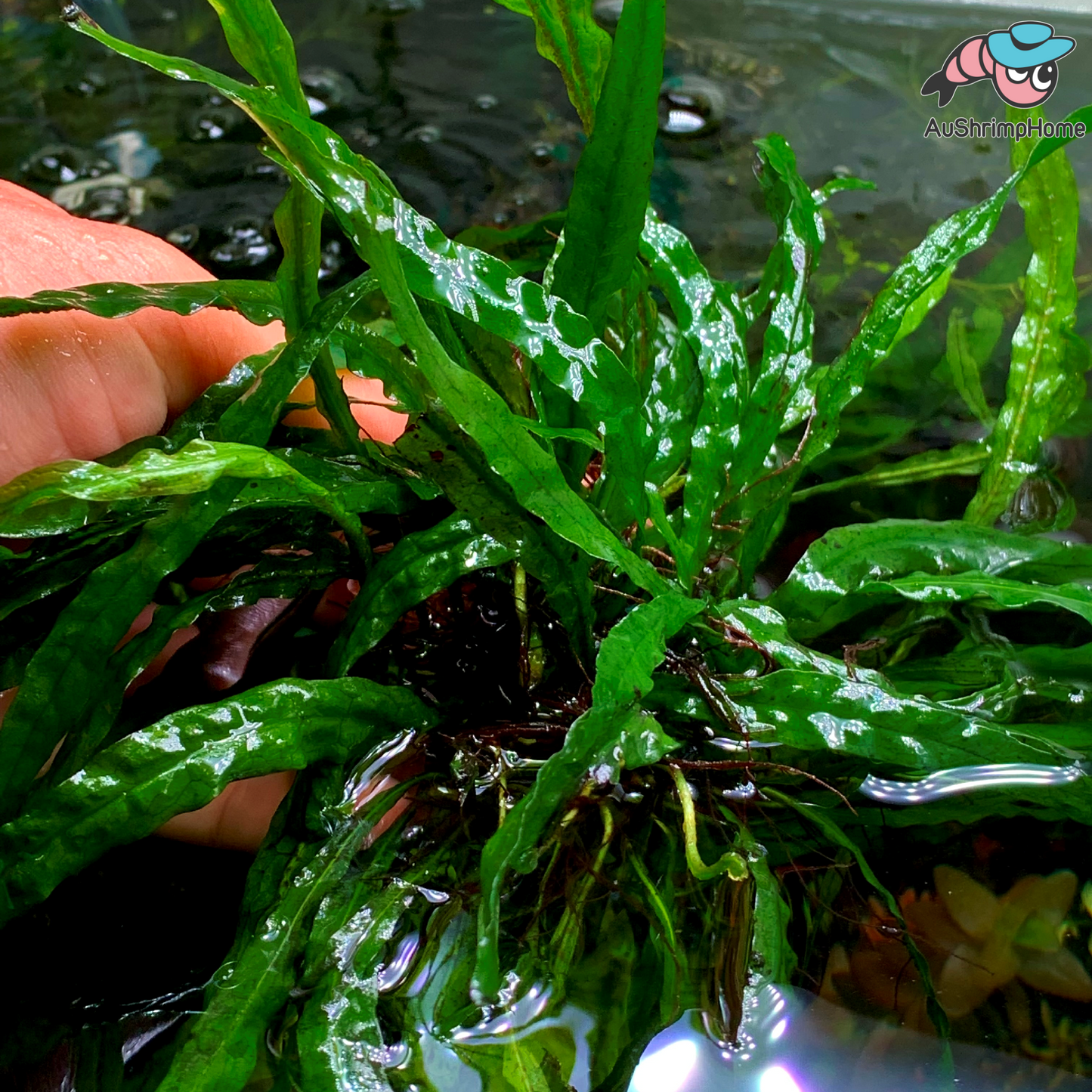 Needle Leaf Java Fern