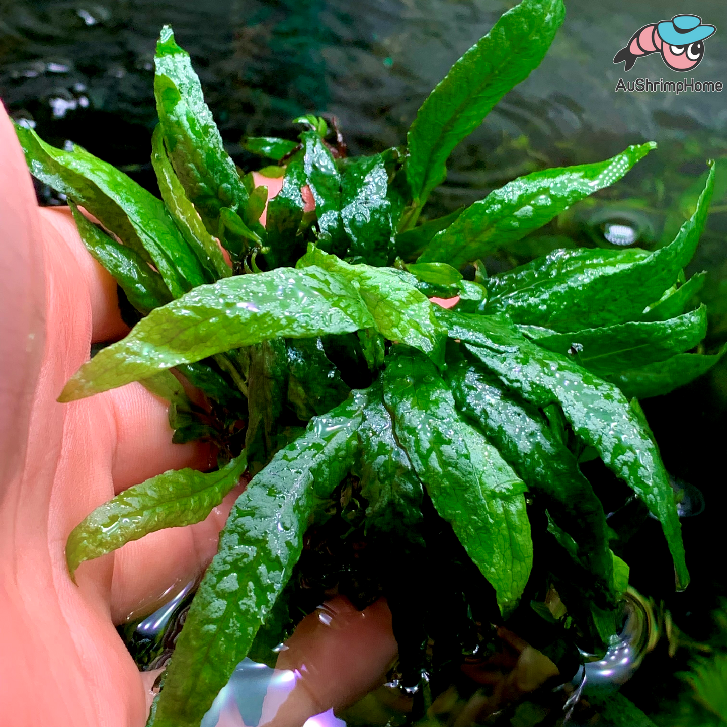 Philip Fern | Microsorum Pteropus Philippine