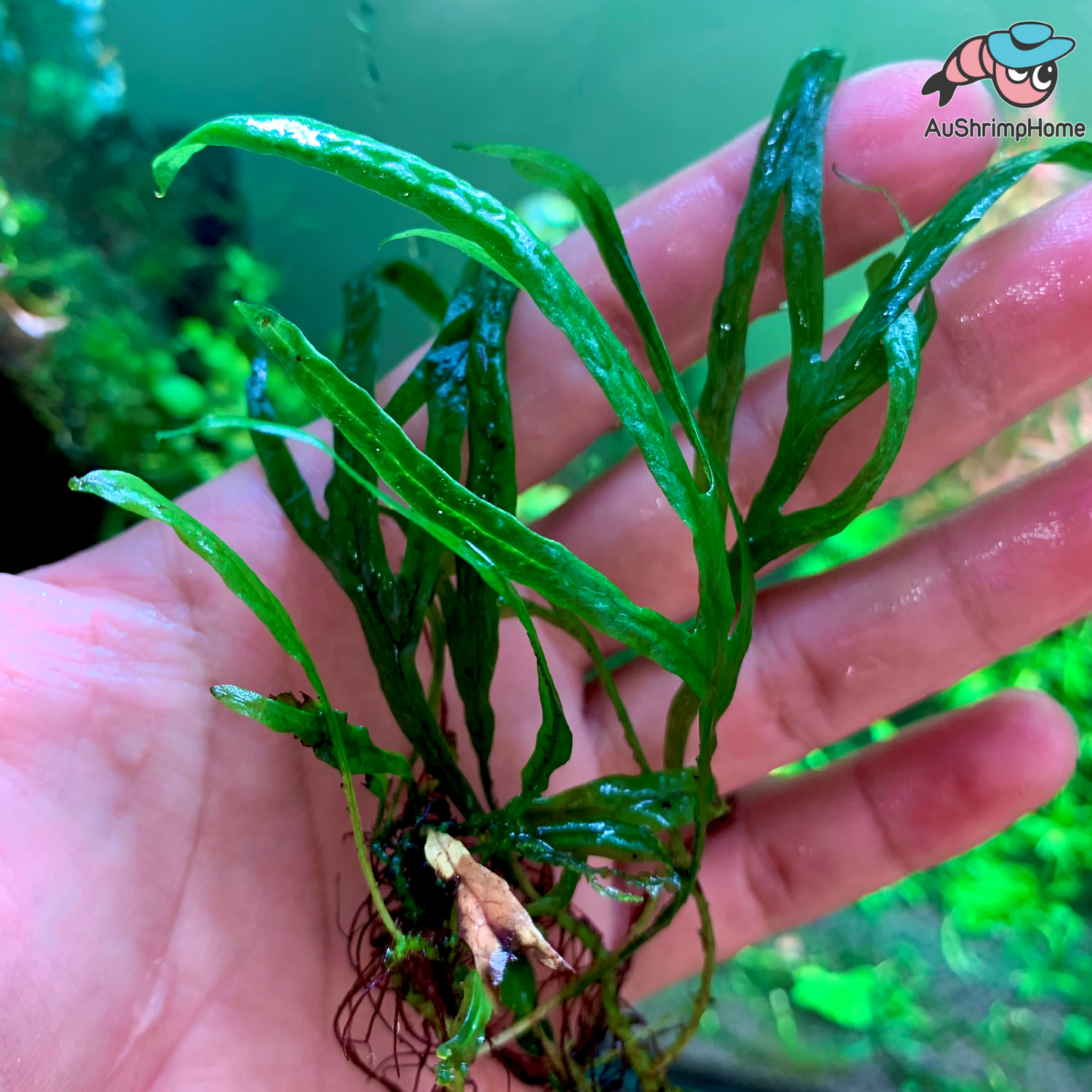 Trident Fern | Microsorum Pteropus "Trident"