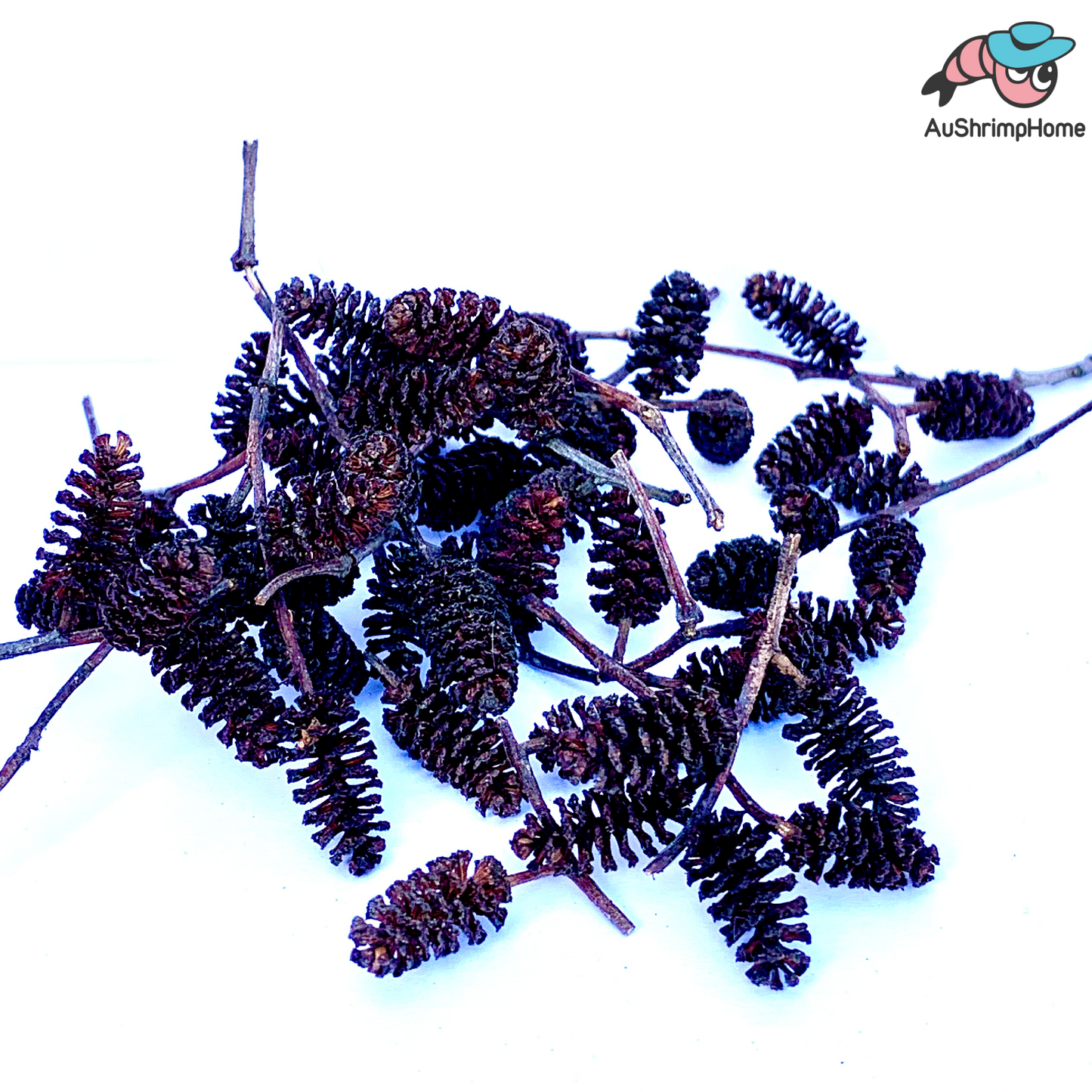 Mini Alder cones 30++ | Lower pH, Reduce Stress