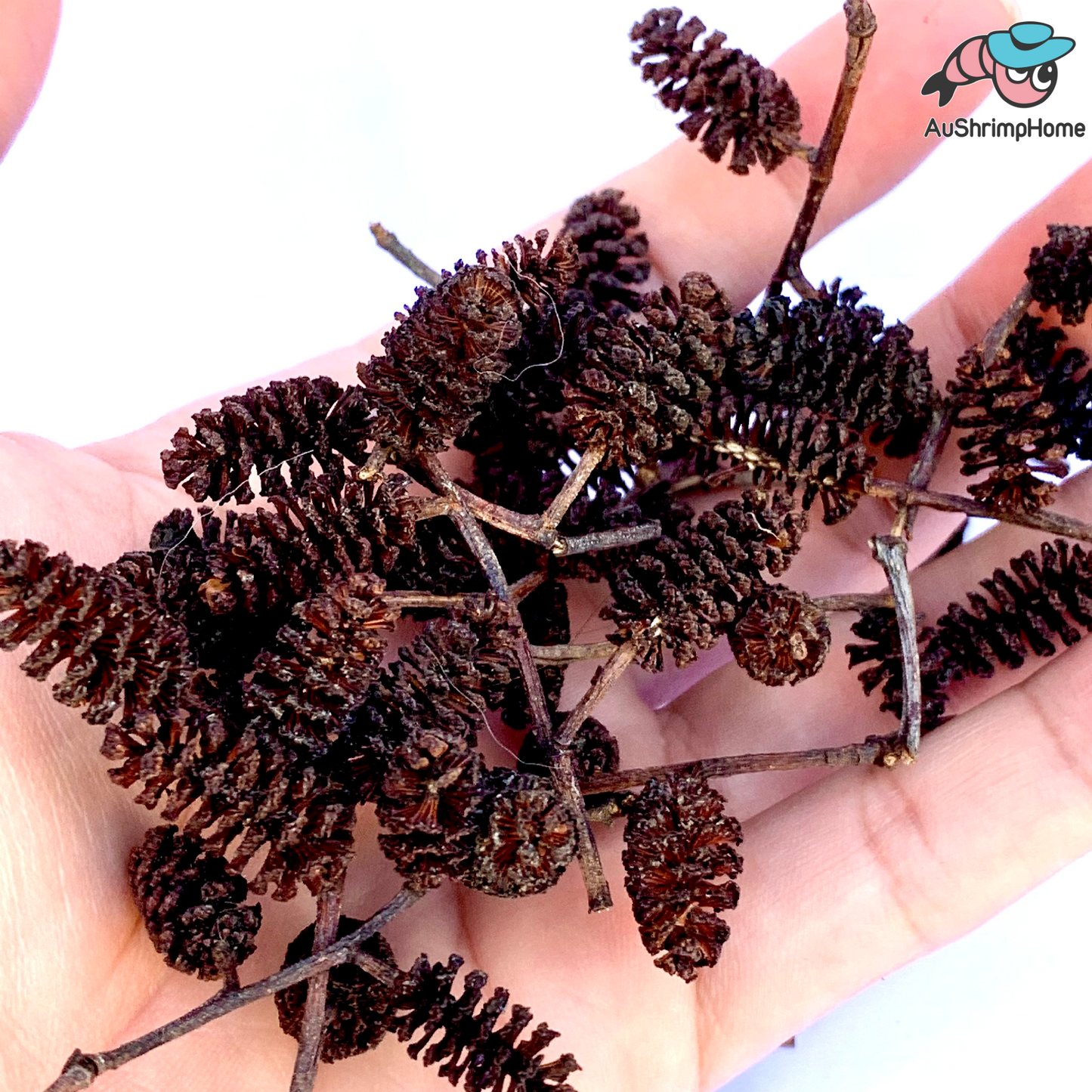 Mini Alder cones 30++ | Lower pH, Reduce Stress
