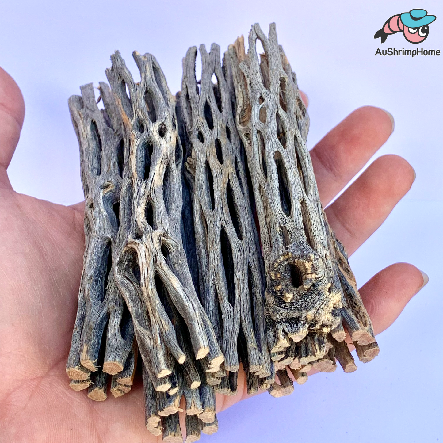 Treated Cholla Wood | 100% Chemical Free