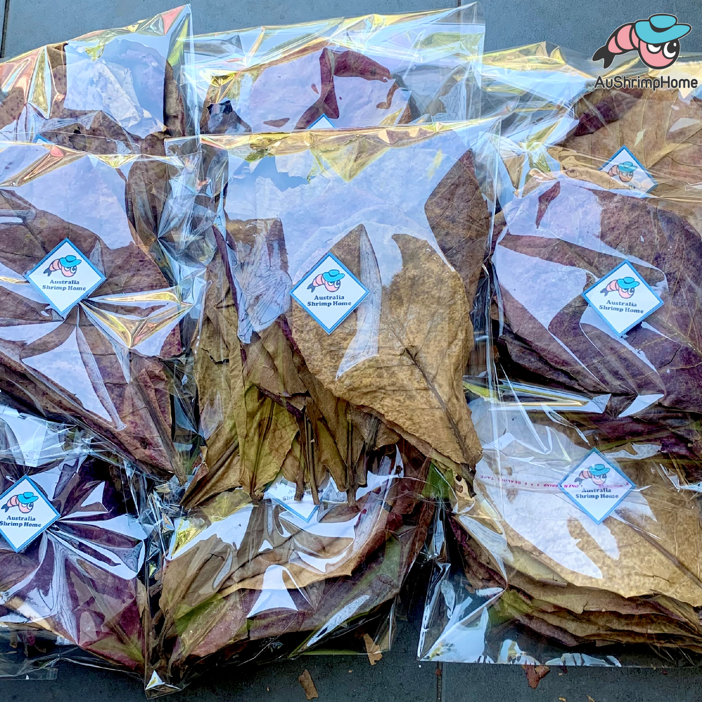Indian Almond Leaves | Pack of 20+ Mix size Leaves