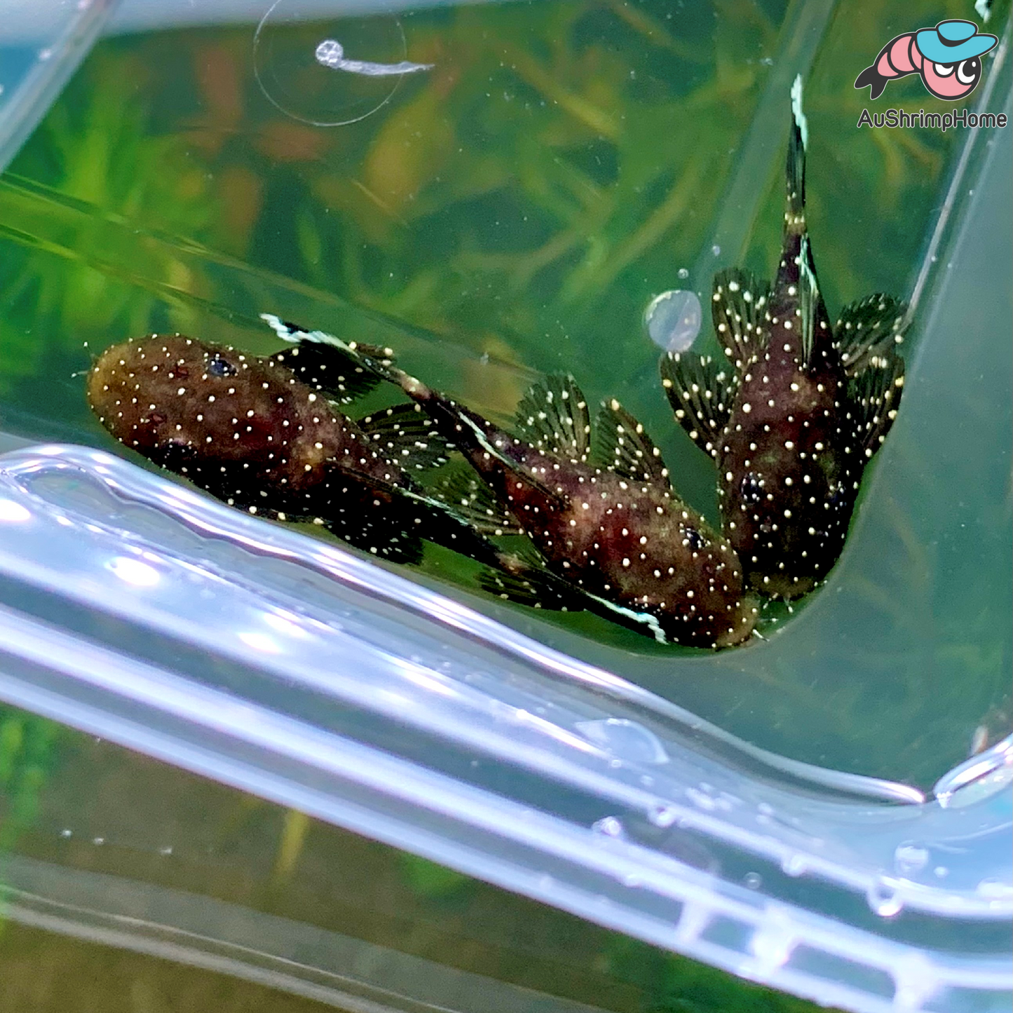 Bristlenose Catfish | Peppermint