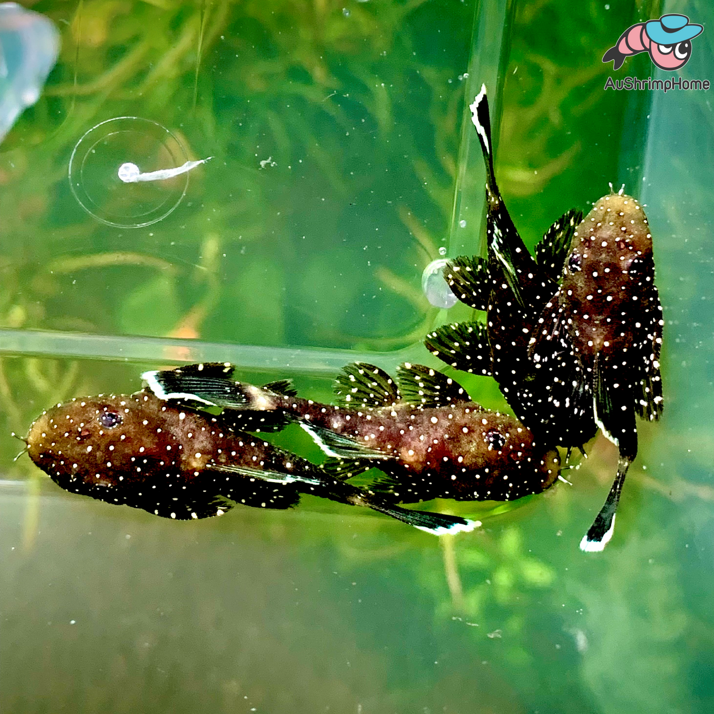 Bristlenose Catfish | Peppermint