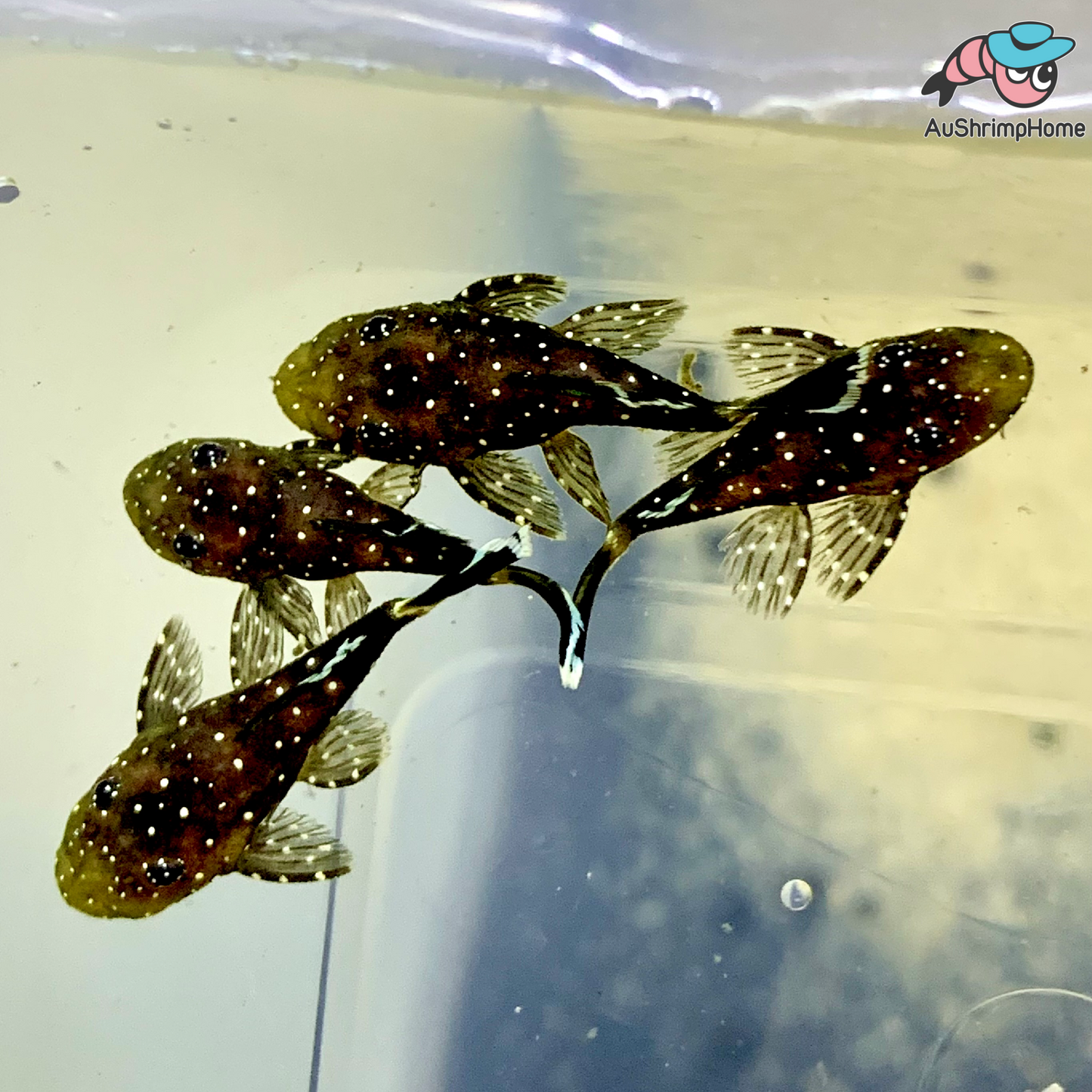 Bristlenose Catfish | Peppermint