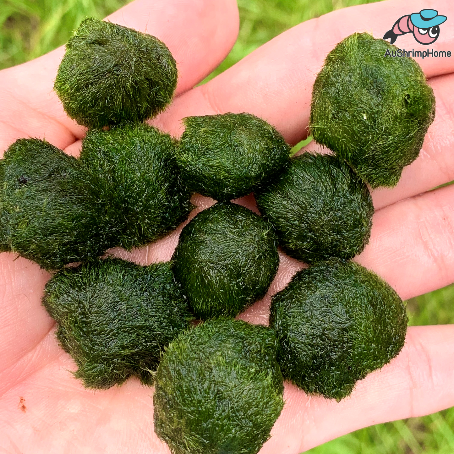 Live Mario Moss Ball