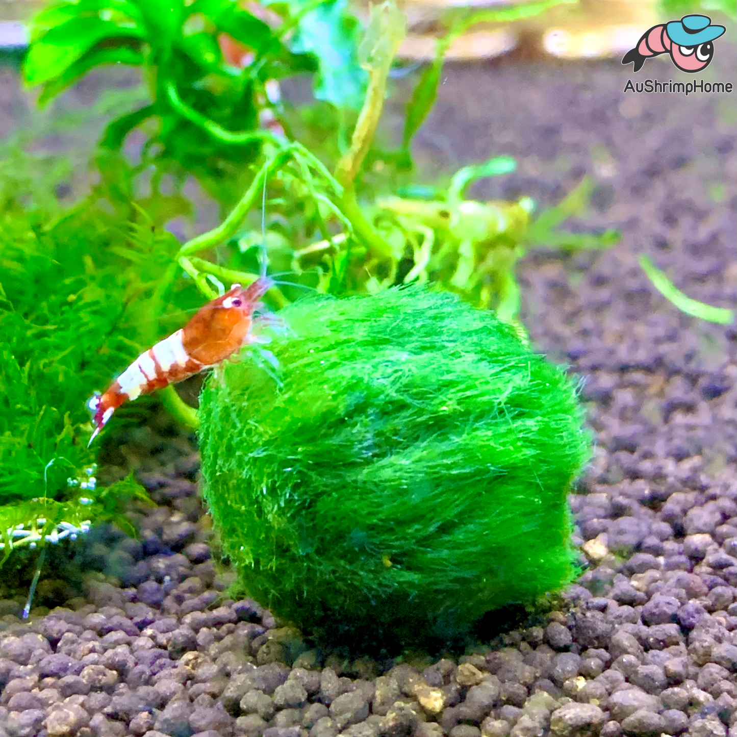 Live Mario Moss Ball