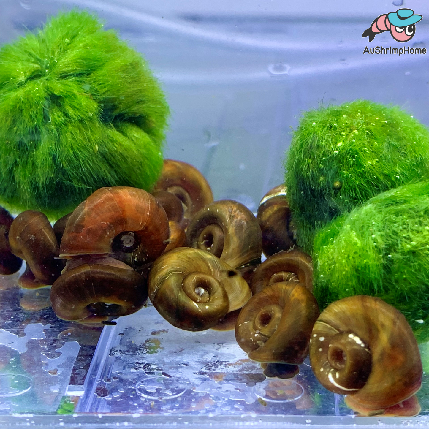 Live Mario Moss Ball