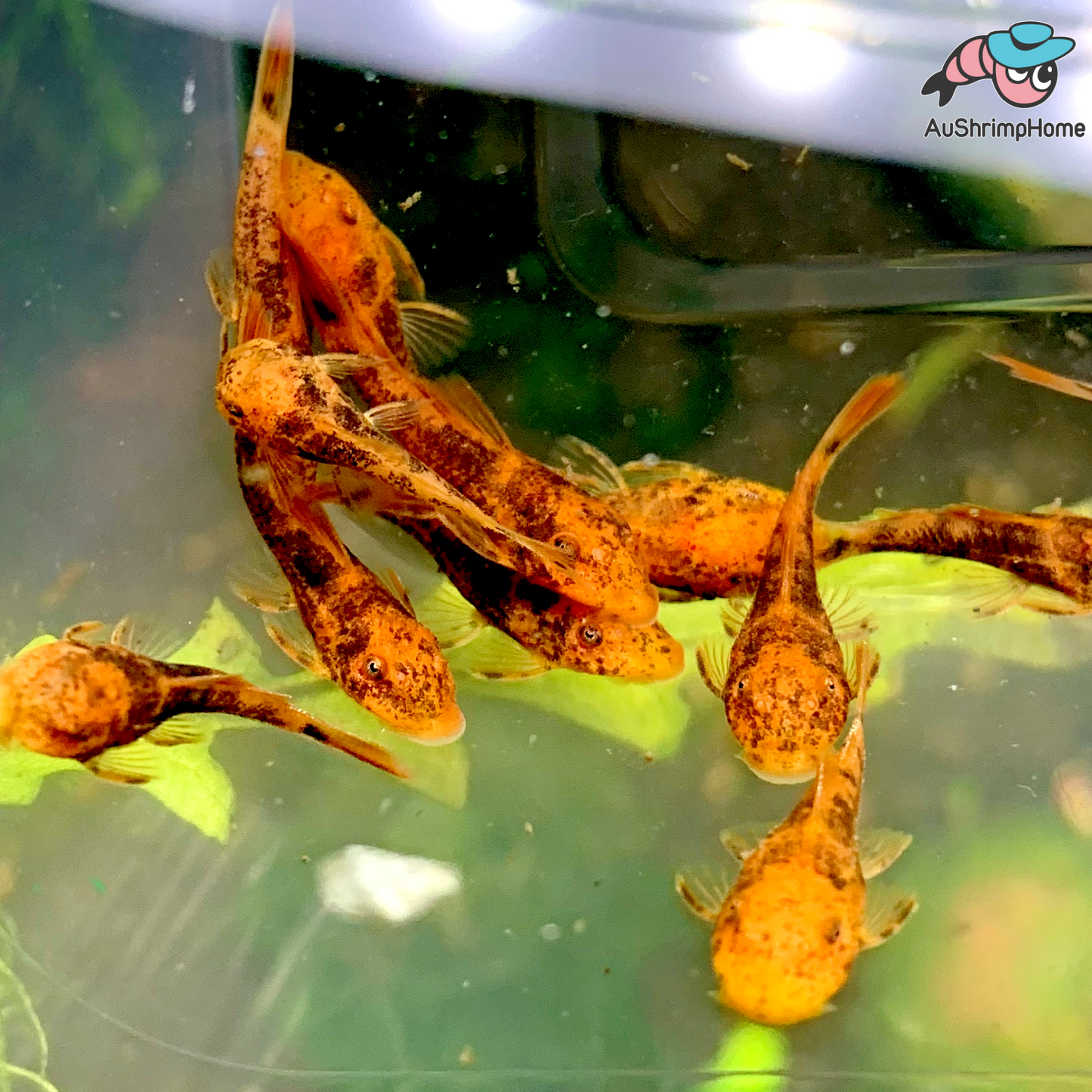 Bristlenose Catfish | Marbled Calico