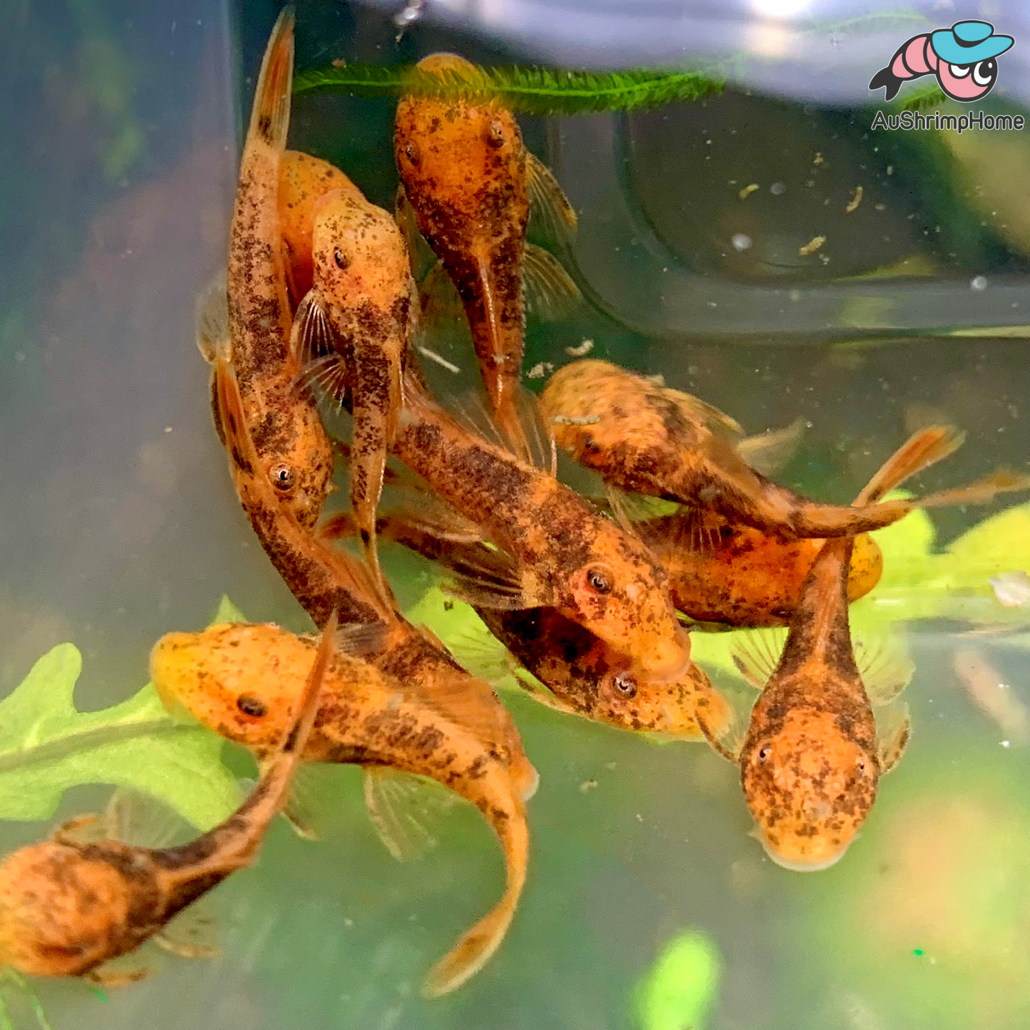 Bristlenose Catfish | Marbled Calico