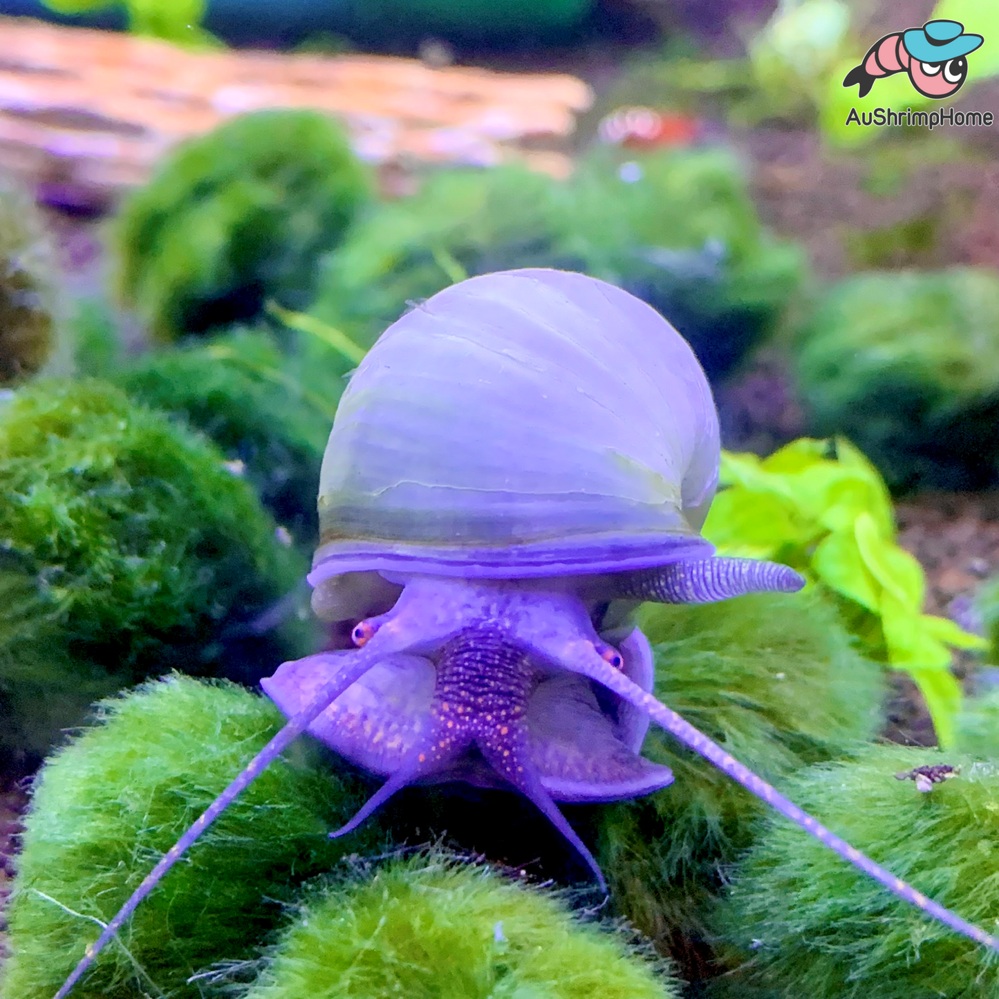 Blue Mystery Snail