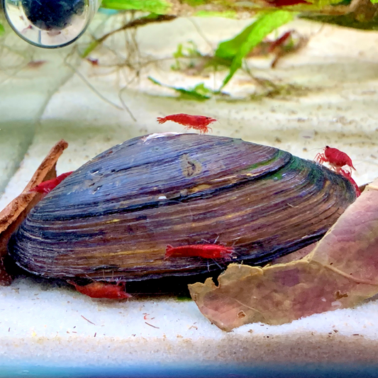 Freshwater Mussels | Live Filteration