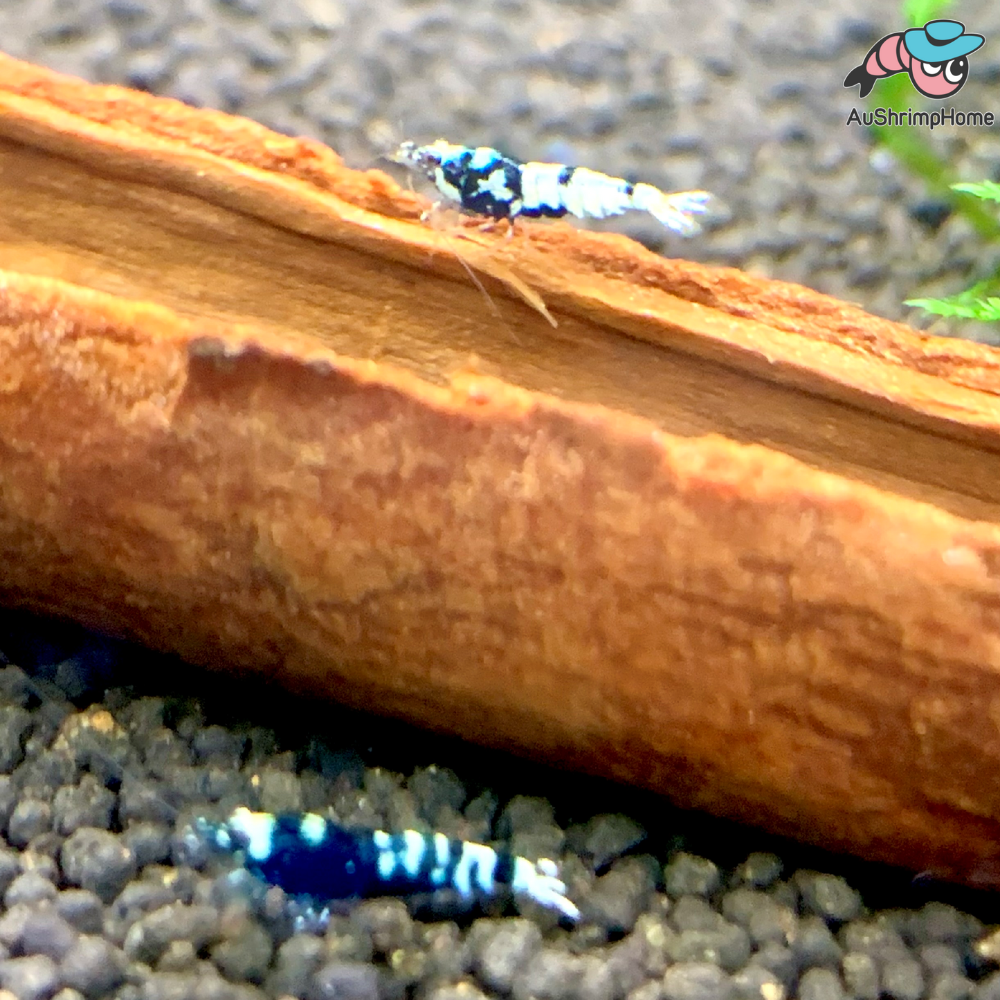 Black Galaxy Pinto | Mix Grade