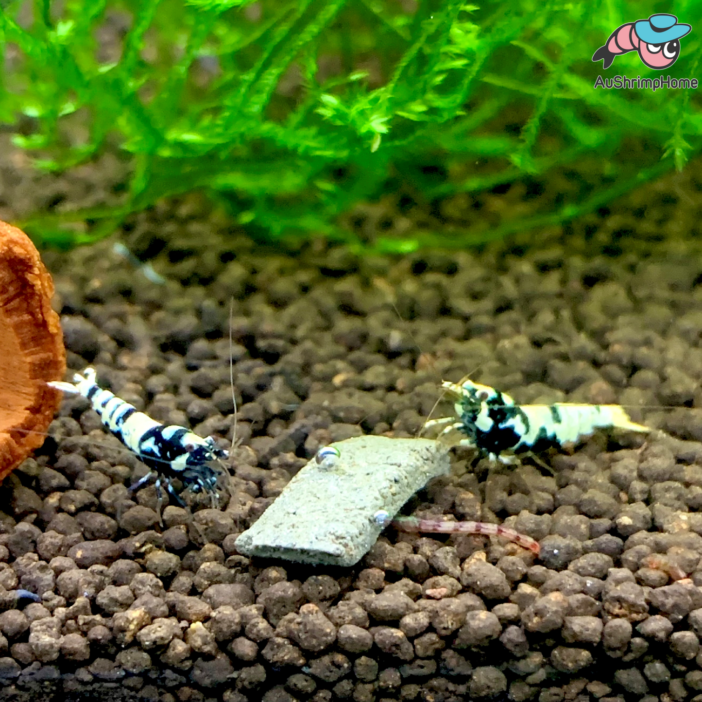 Black Galaxy Pinto | Mix Grade