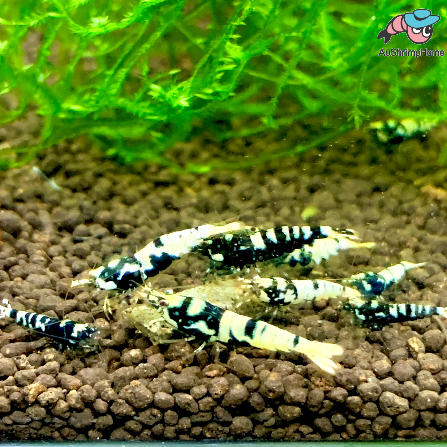 Black Galaxy Pinto | Mix Grade