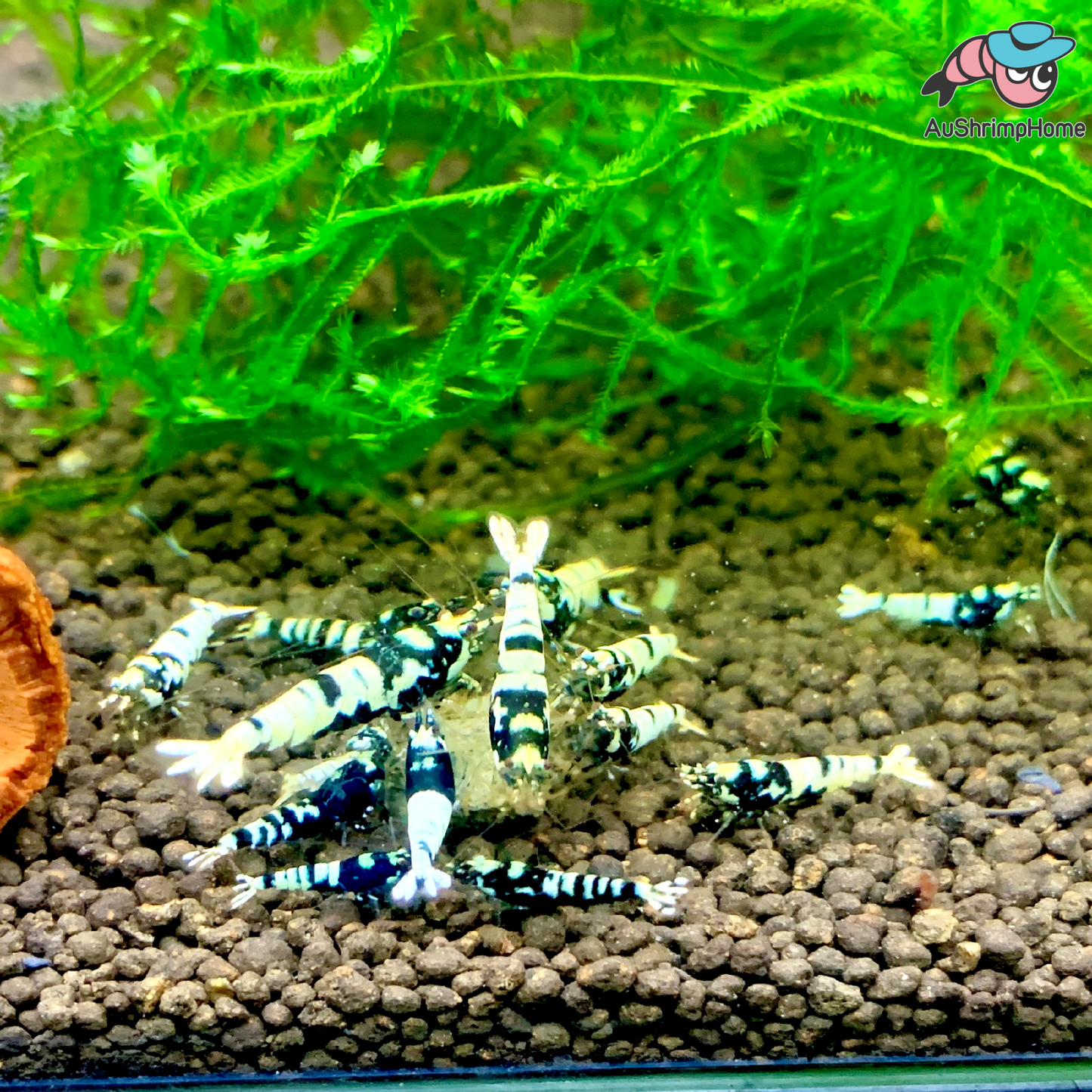 Black Galaxy Pinto | Mix Grade