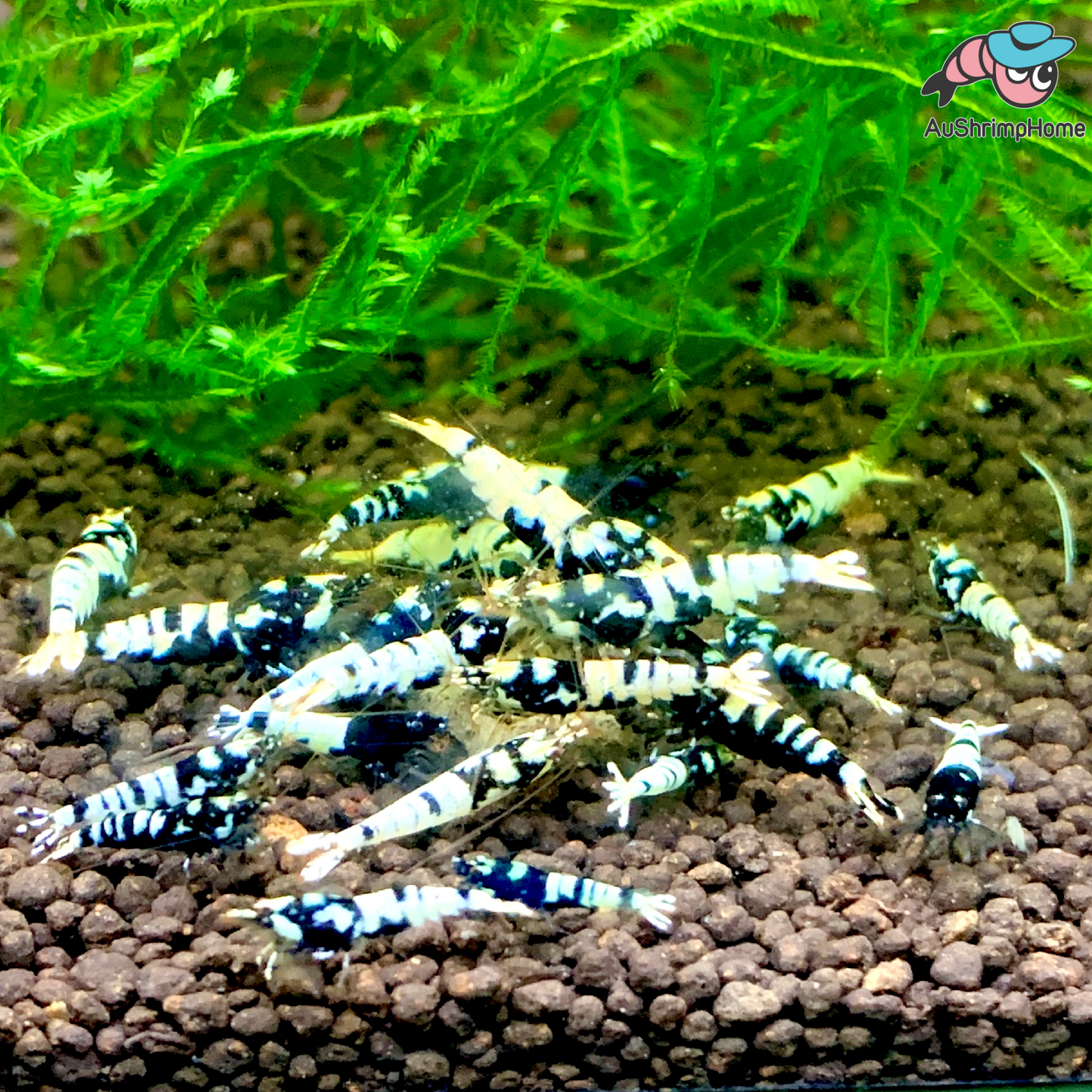 Black Galaxy Pinto | Mix Grade