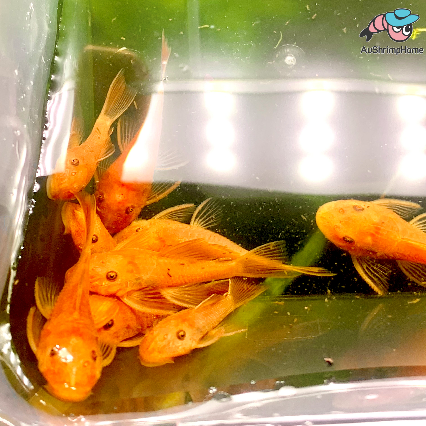Bristlenose Catfish | Super Red - Breeding size