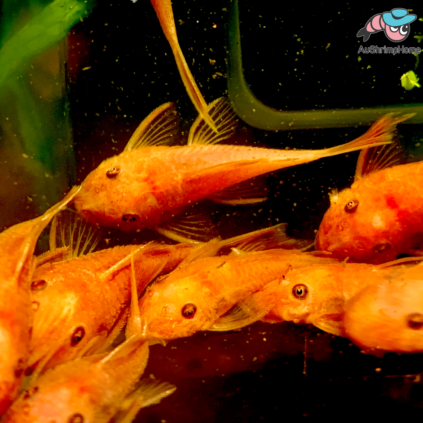 Bristlenose Catfish | Super Red - Breeding size