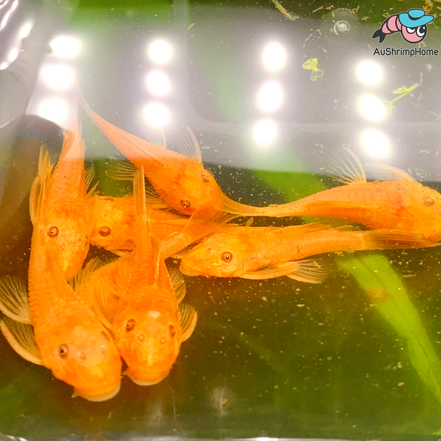Bristlenose Catfish | Super Red - Breeding size