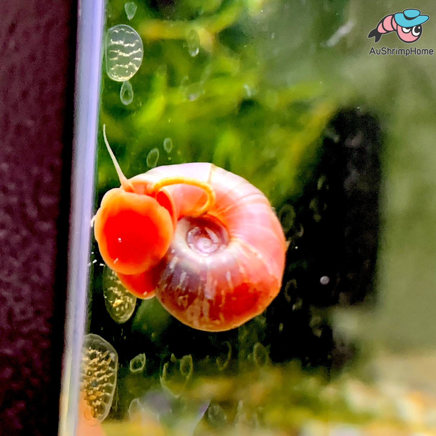 Pink Foot Ramshorn Snail | Algae-eating Snail