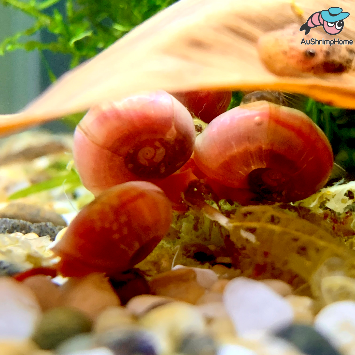 Pink Foot Ramshorn Snail | Algae-eating Snail