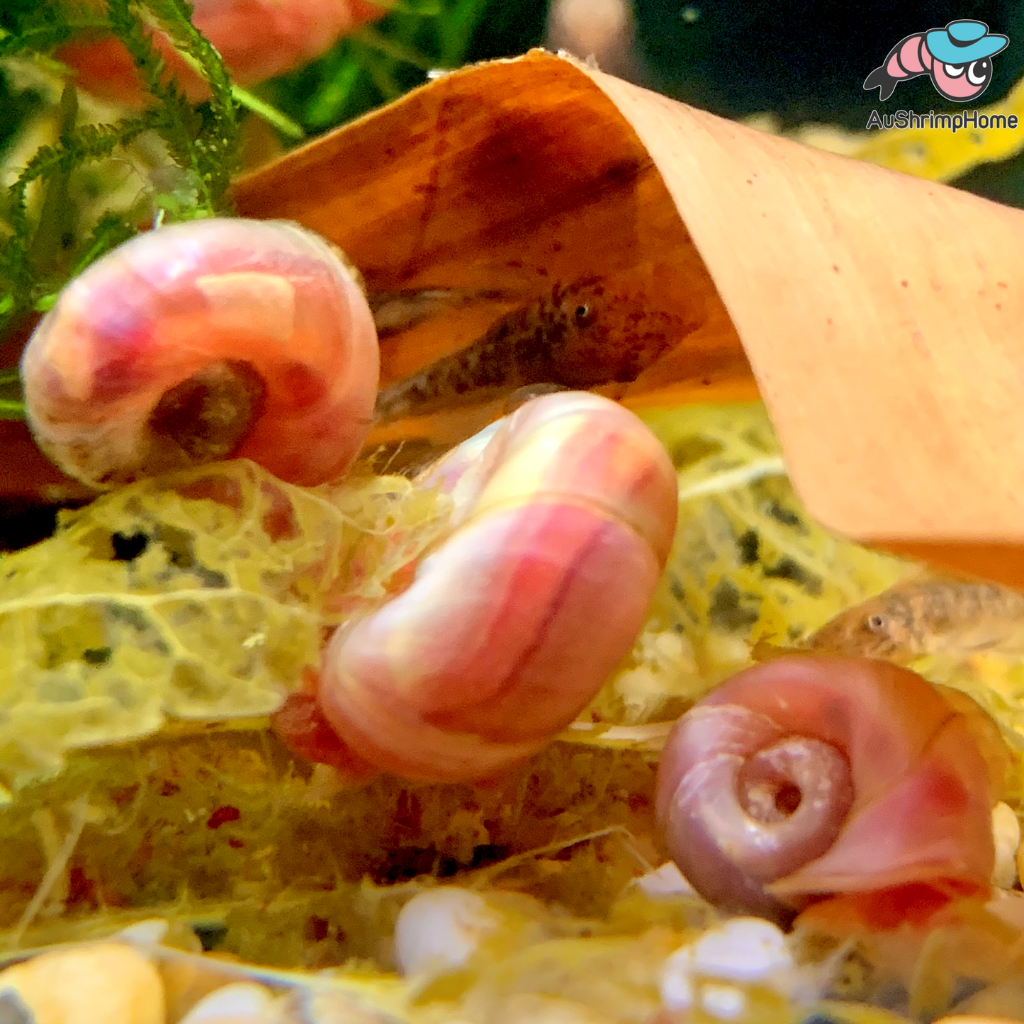 Pink Foot Ramshorn Snail | Algae-eating Snail
