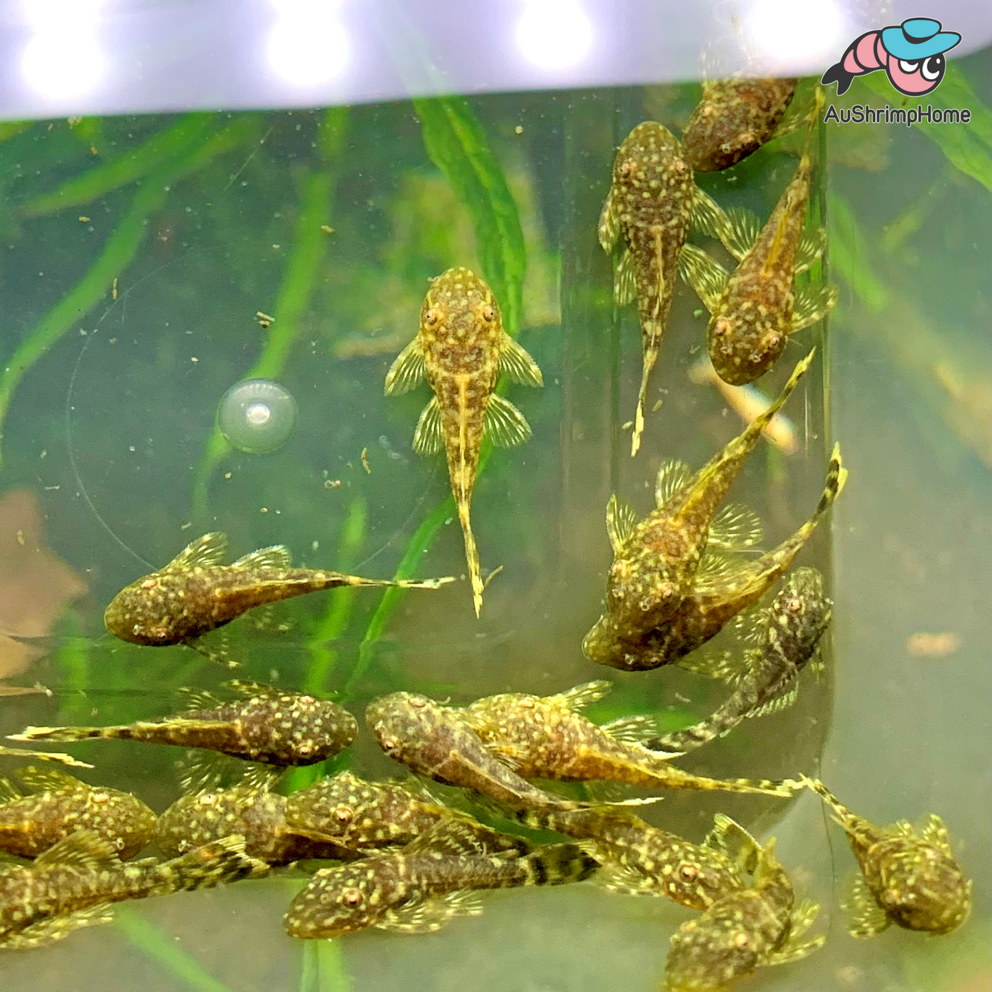 Bristlenose Catfish | Common Super Red Gene