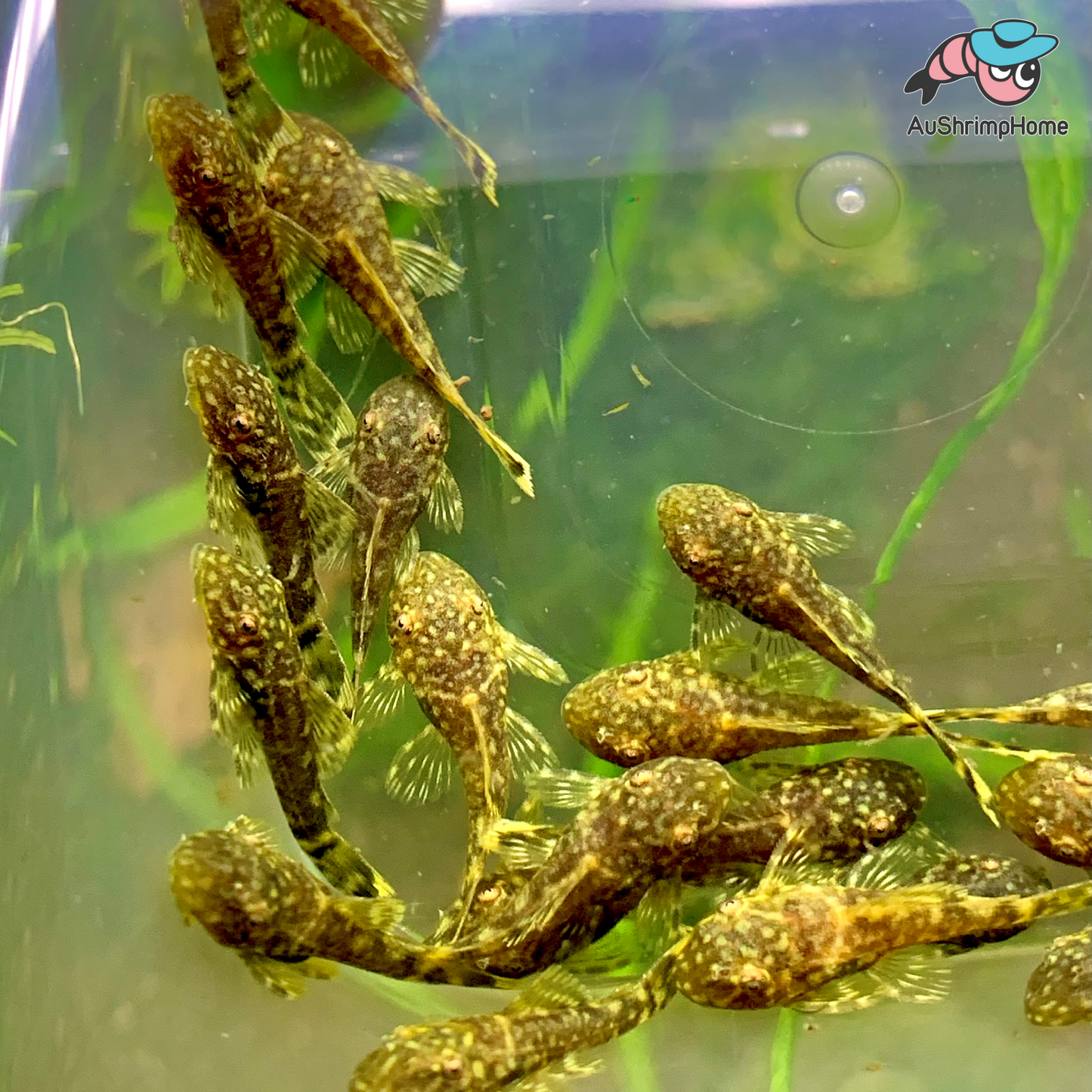 Bristlenose Catfish | Common Super Red Gene
