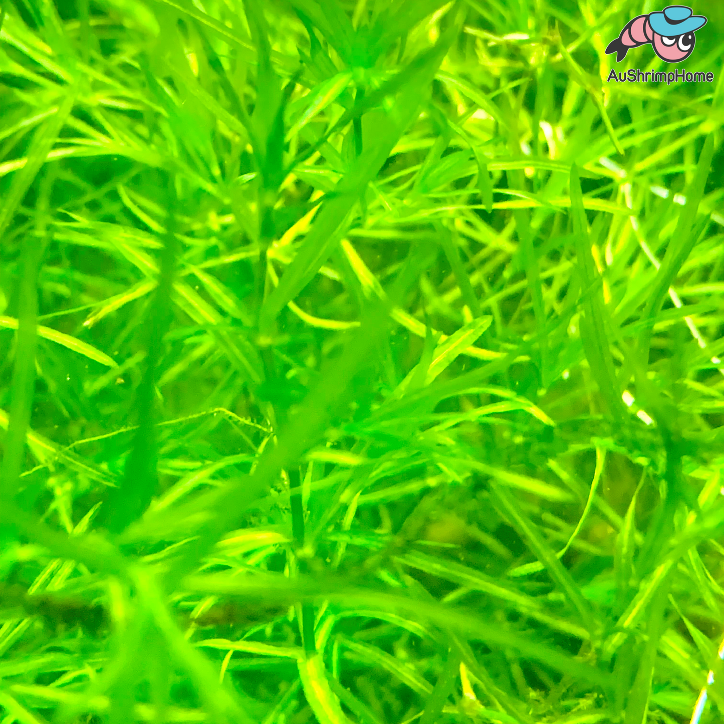 Guppy Grass | Najas guadalupensis