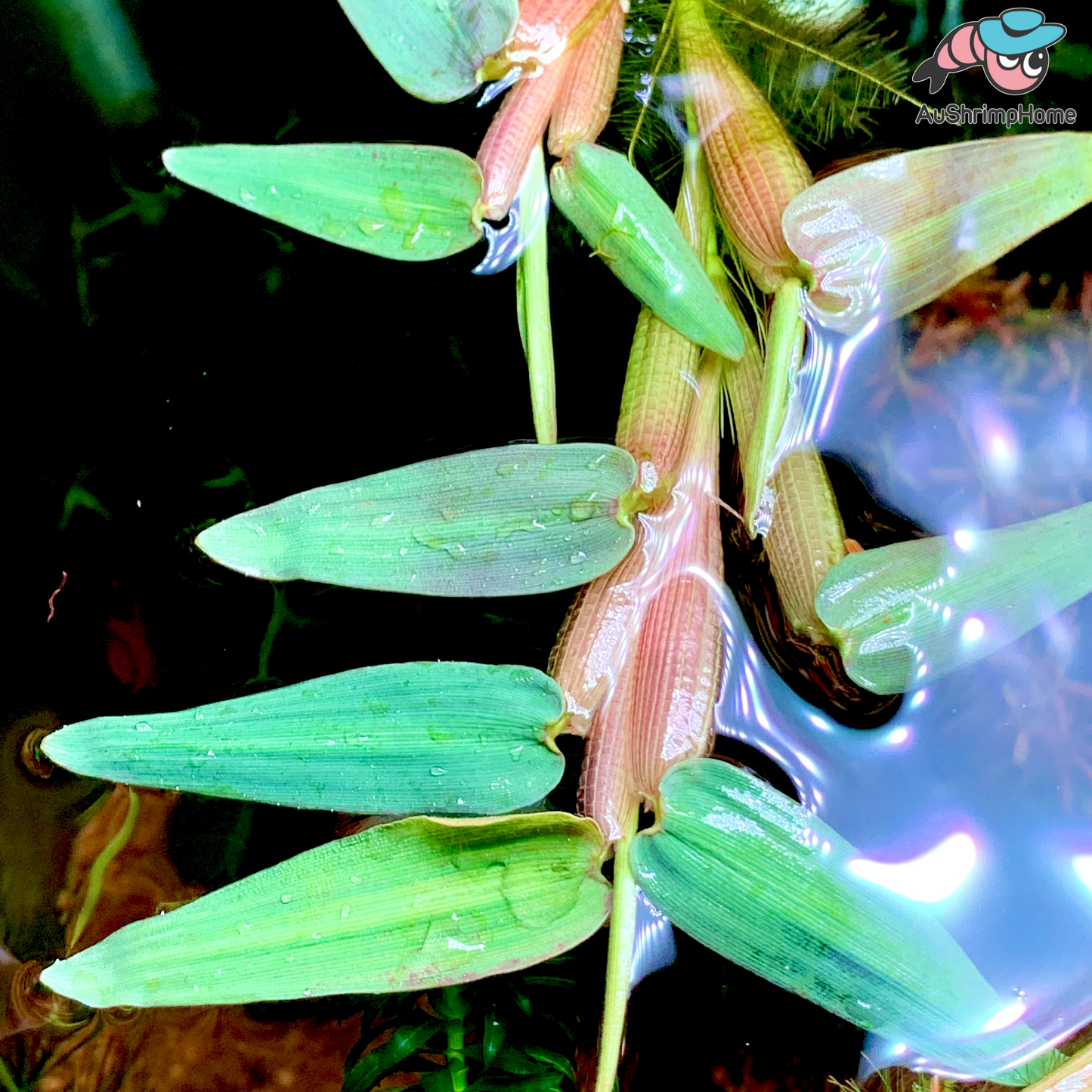 Hygroryza aristata | Floating Plant