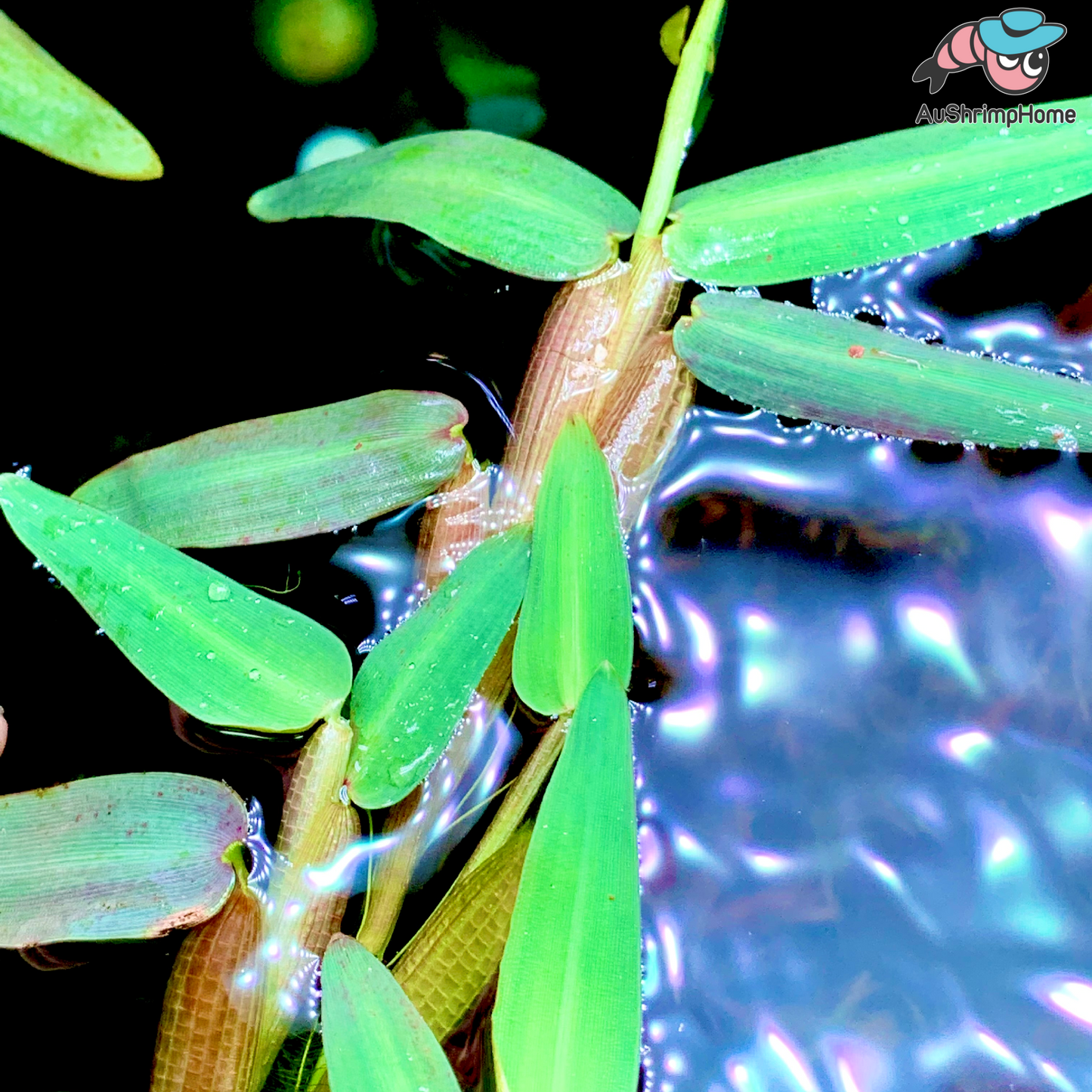 Hygroryza aristata | Floating Plant