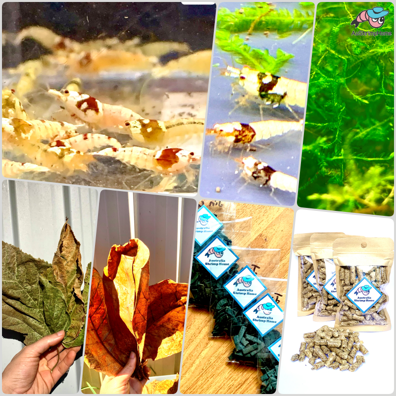 Crystal Beginner Package