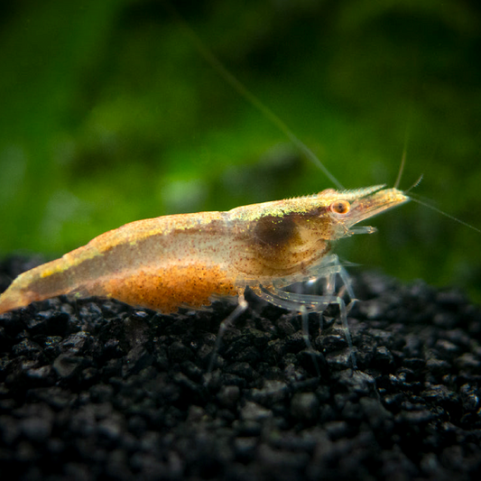 NInja Shrimp | Caridina Serratirostris