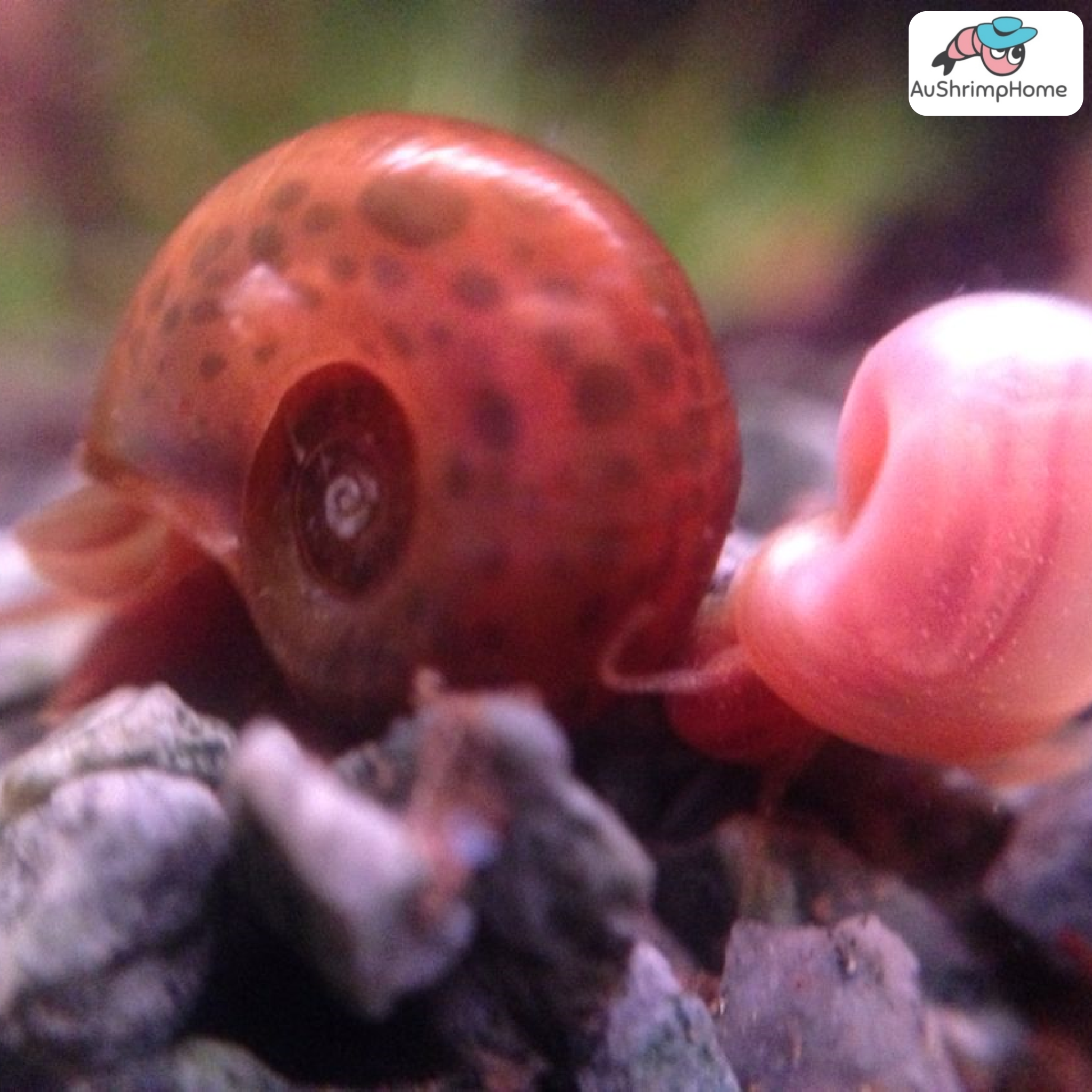 3 Red Ramshorn Snails