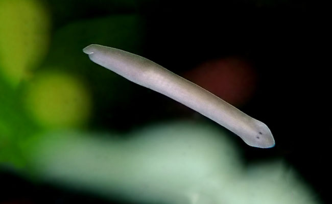 SL-Aqua Z1 Planaria/Hydra Killer