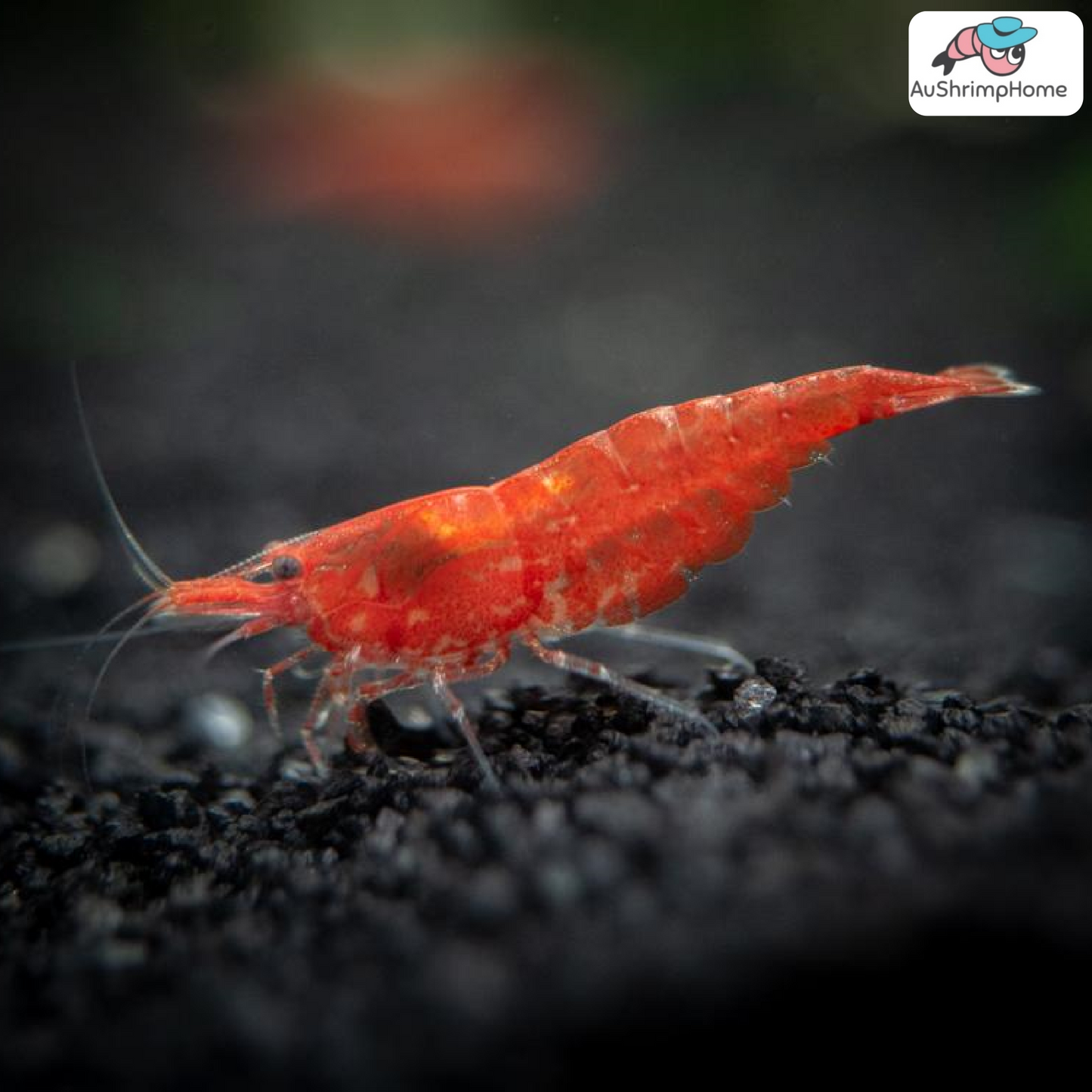 Red Cherry