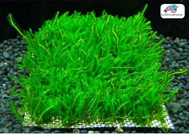 Stainless steel mesh | Best idea for tying moss